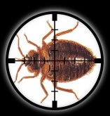 Millennium Pest Control London 374082 Image 3